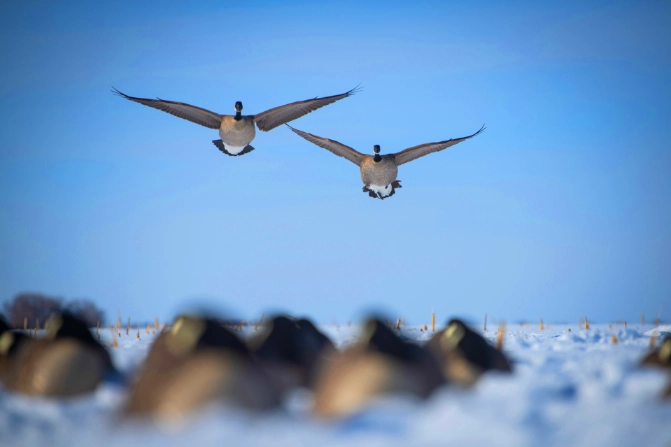 High Plains Wingshooters Canada Goose hunting Torrington Wyoming WY